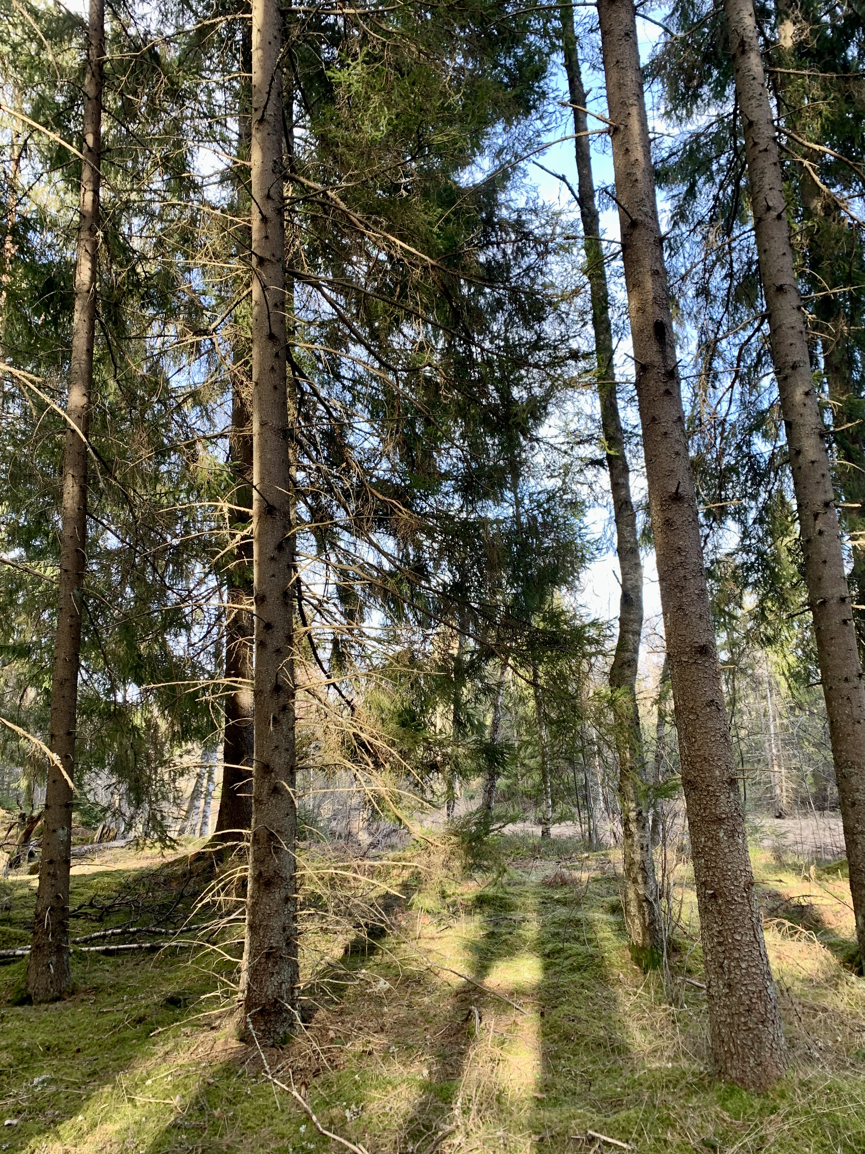 Skog med ljus från solen som syns.