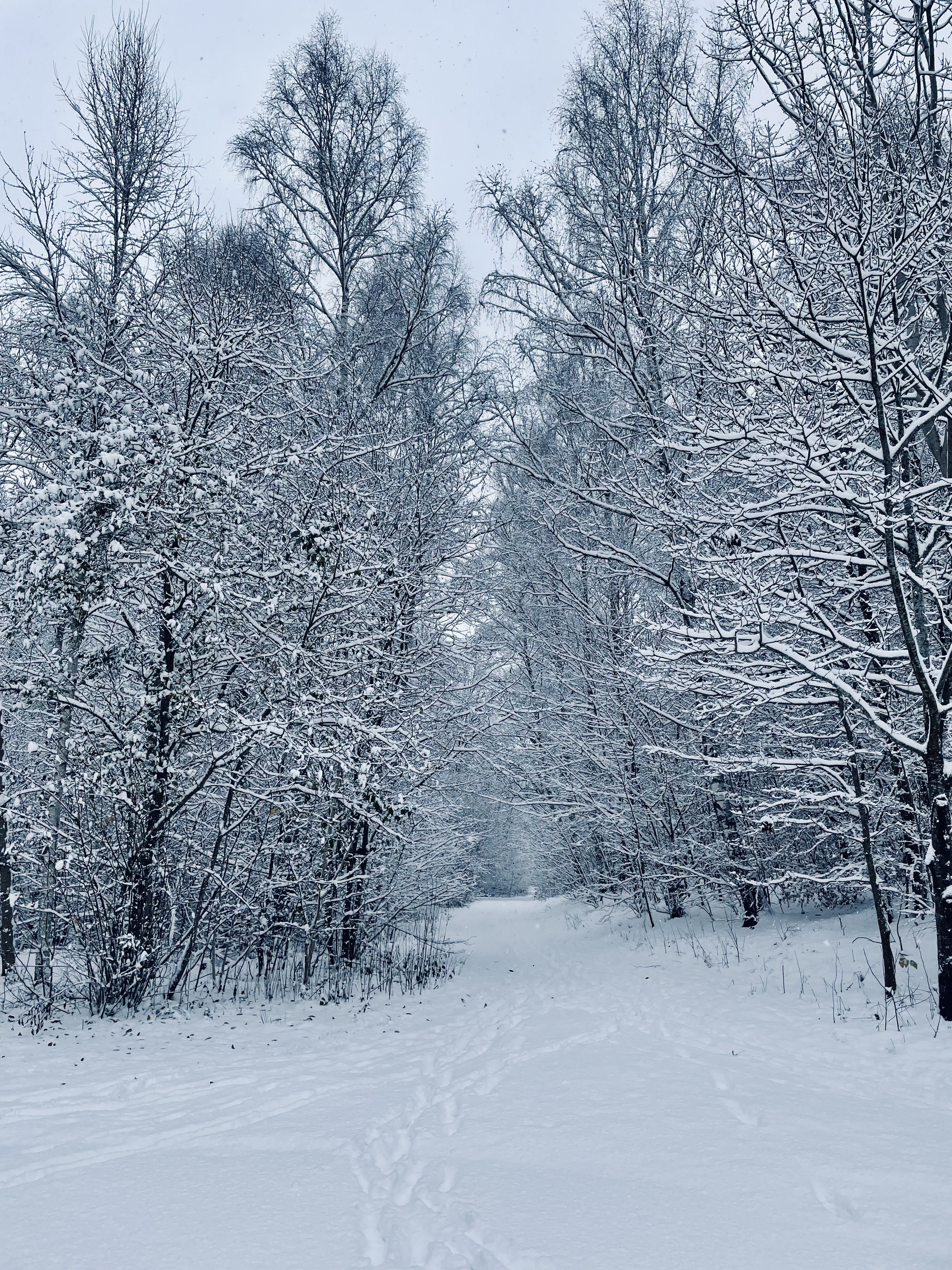 stig och träd täckt av snö.